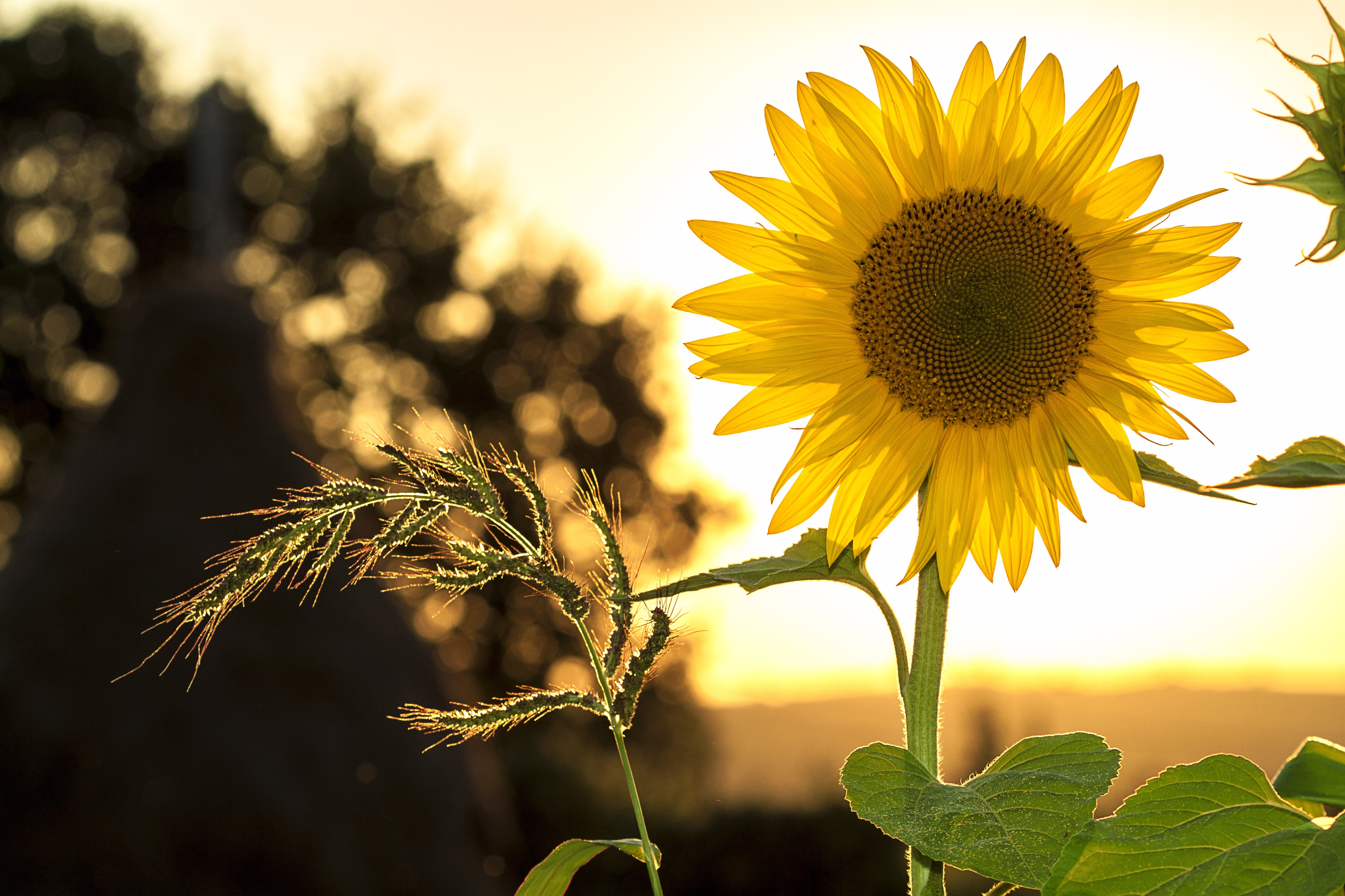 vitamina d energia del sole