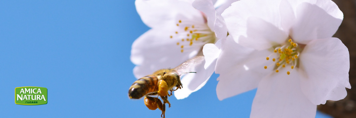 Allergia in Primavera, la relazione con gli alimenti