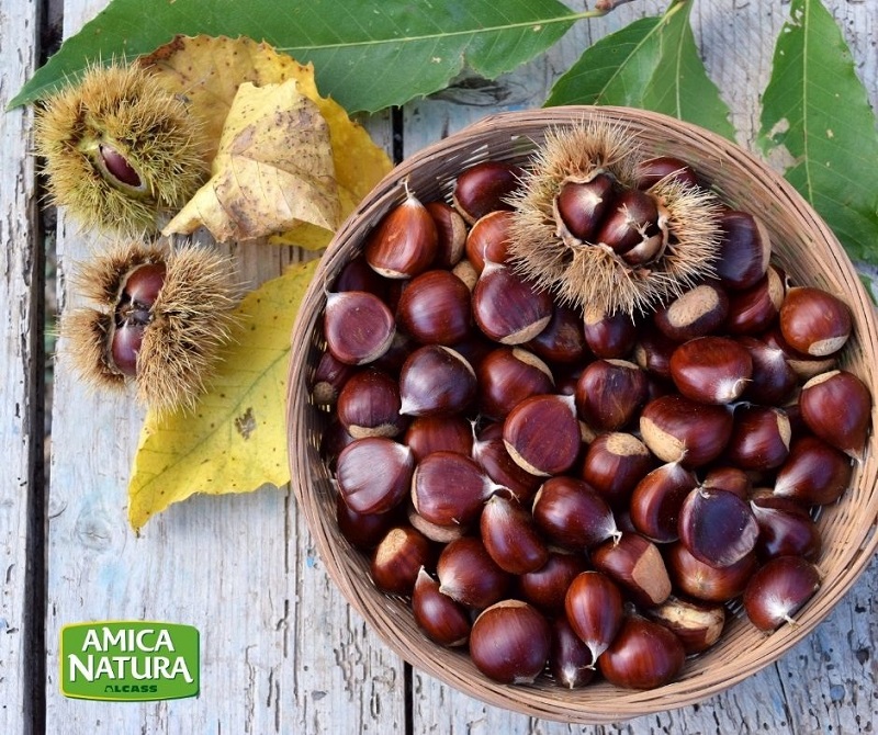 CASTAGNE, IL SIMBOLO DELL’AUTUNNO