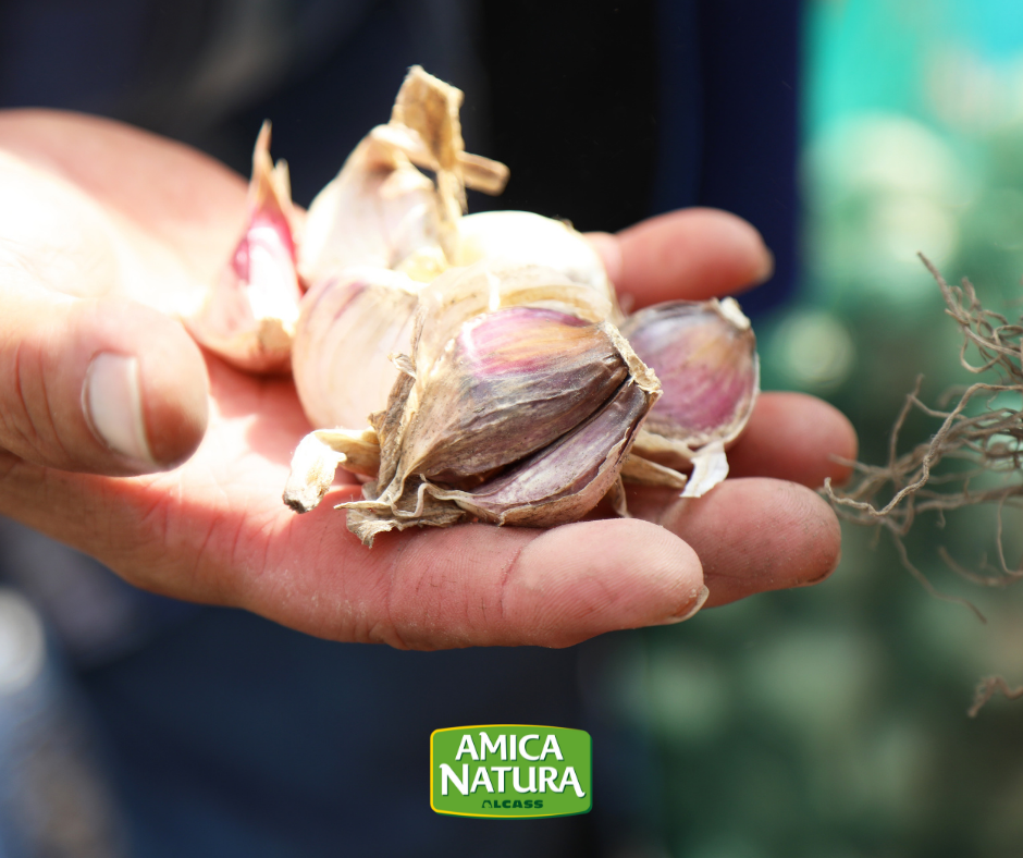 AGLIO SUPERFOOD, PROPRIETÀ E BENEFICI