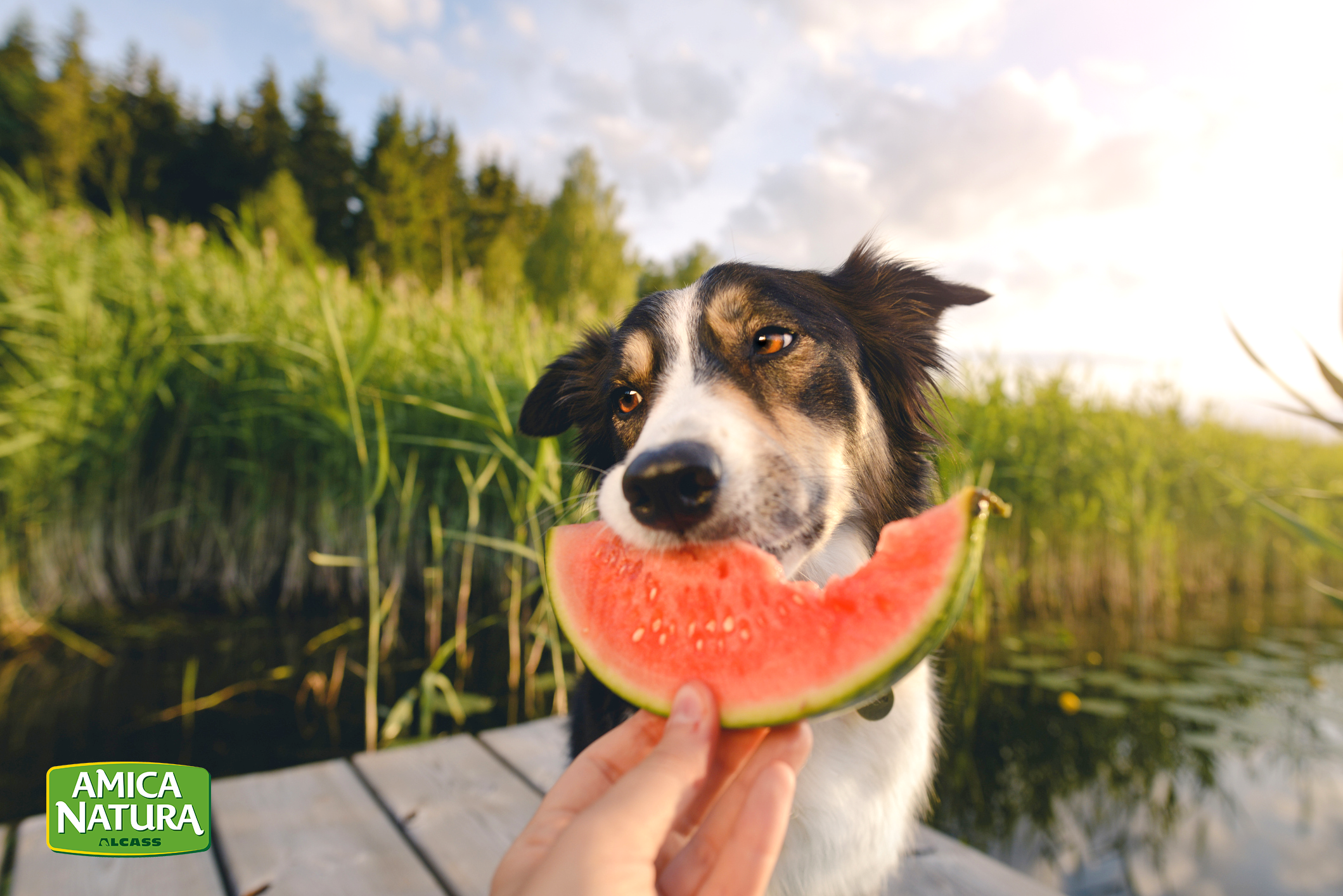 🍉 COCOMERO: Re dell’estate 🍉