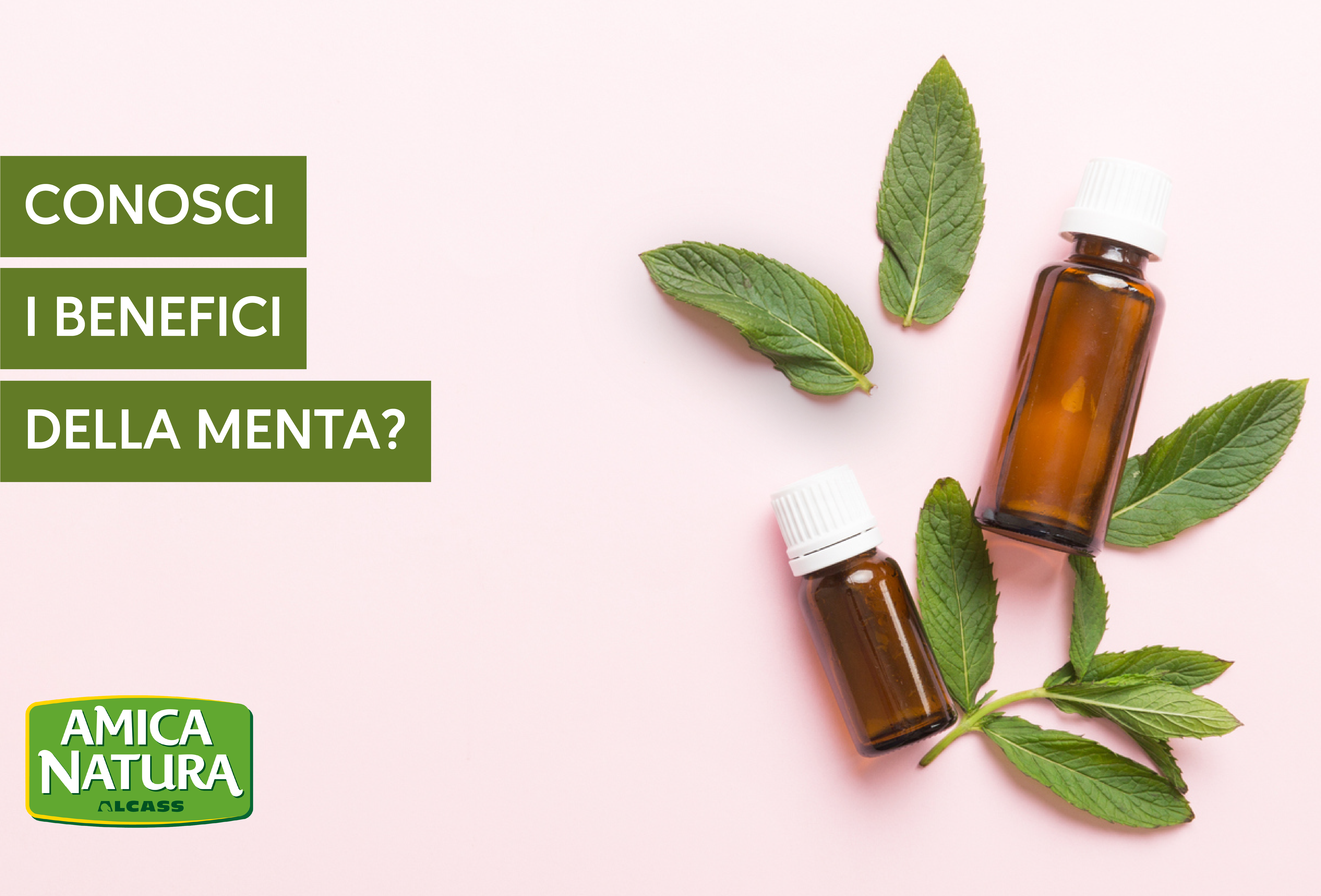 I segreti della Menta